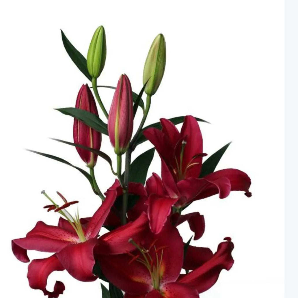 A 5-stem bunch of fresh pink Oriental Lily Red Sparrow showing healthy foliage and firm buds.