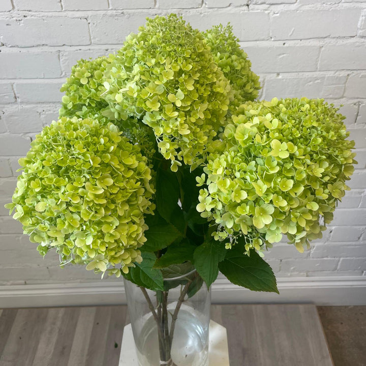 A full 5-stem bunch of fresh lime green Limelight Hydrangeas displayed in a minimalist clear glass vase, illustrating the stem length and volume.
