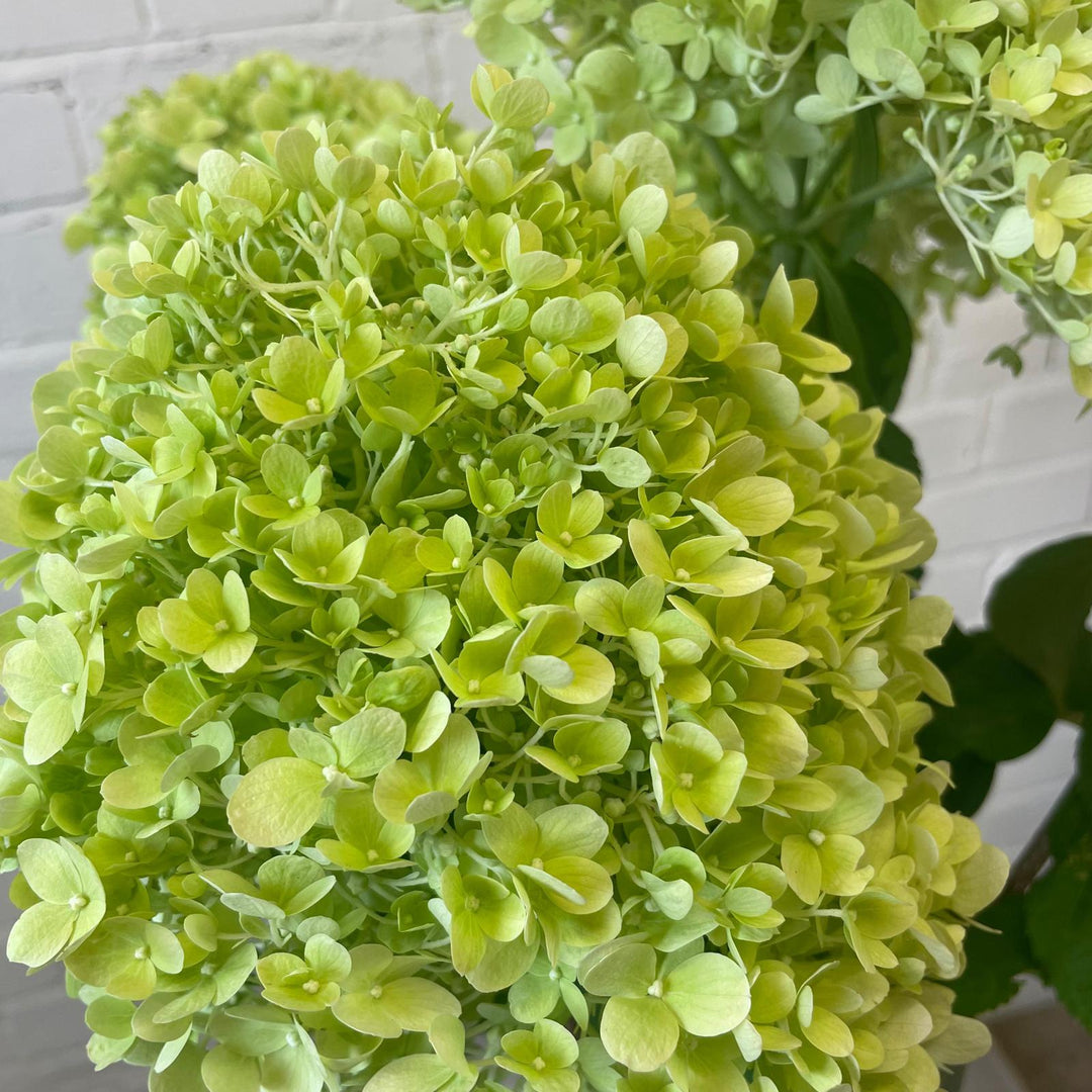 Macro shot focusing on the delicate, detailed petals of a Limelight Hydrangea, showing the dense flower head and vibrant lime green hue.