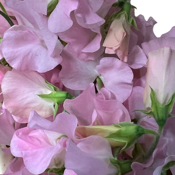 Detailed macro shot of a Limited Edition Pink Sweet Pea, showing the delicate candy-floss pink veins and ruffled petal edges.
