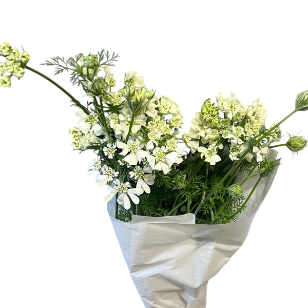 A delicate arrangement featuring Limited Edition Lincolnshire Orlaya in a garden-style bouquet.
