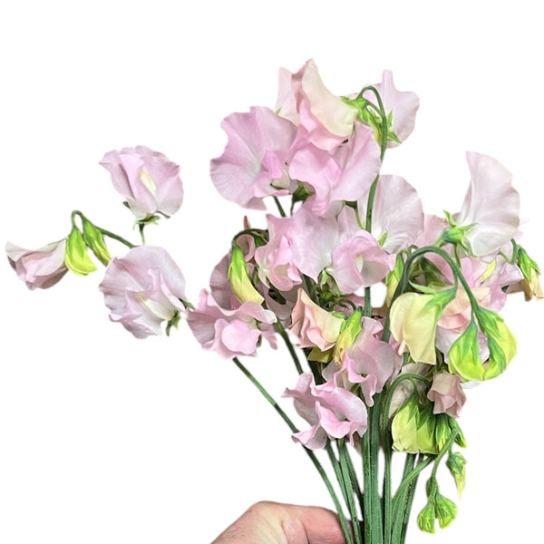 A bunch of 10 limited edition candy-floss pink Sweet Peas, grown under glass in Lincolnshire.