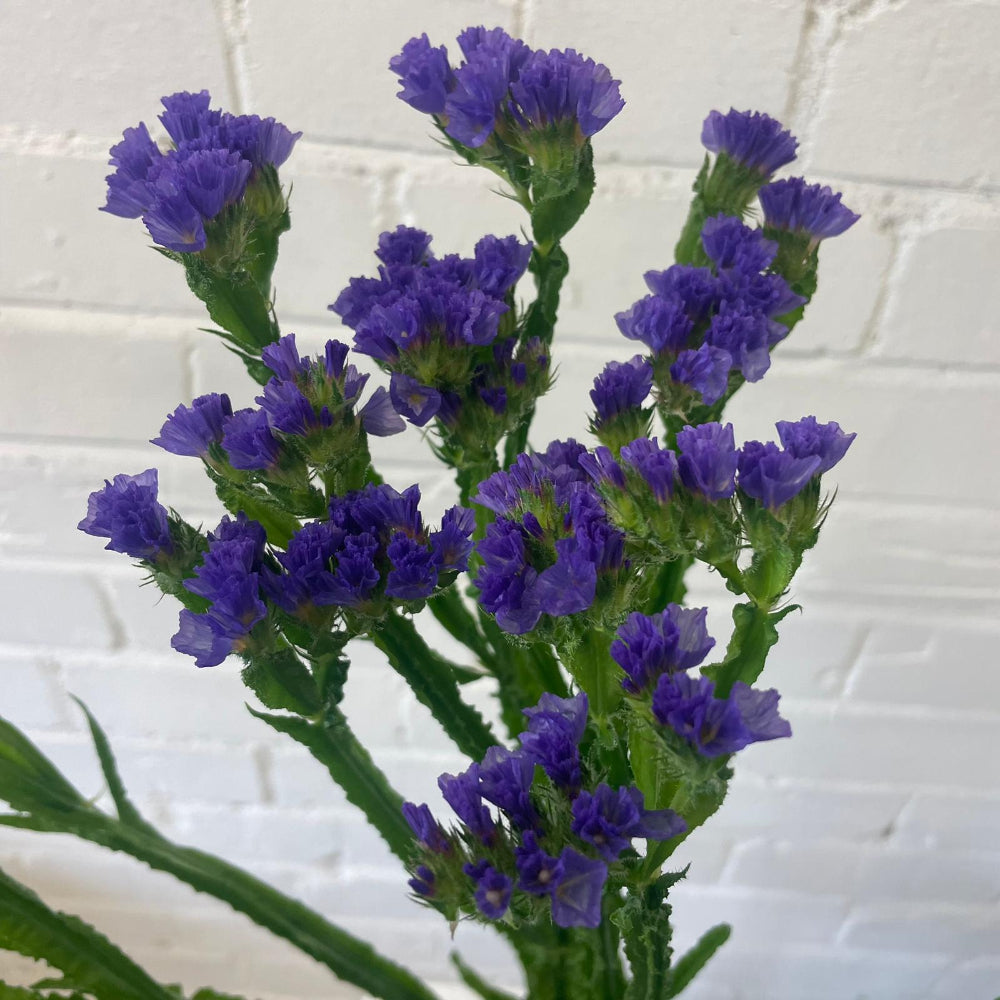 A close-up view of fresh Lincolnshire-grown purple Statice stems, showcasing the natural branching structure and small colourful buds.