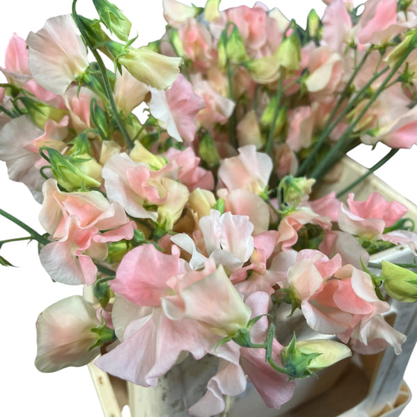 Close-up of Limited Edition Peach Sweet Peas, showing the delicate ruffled petals in the palest apricot hue, grown under glass in Lincolnshire.