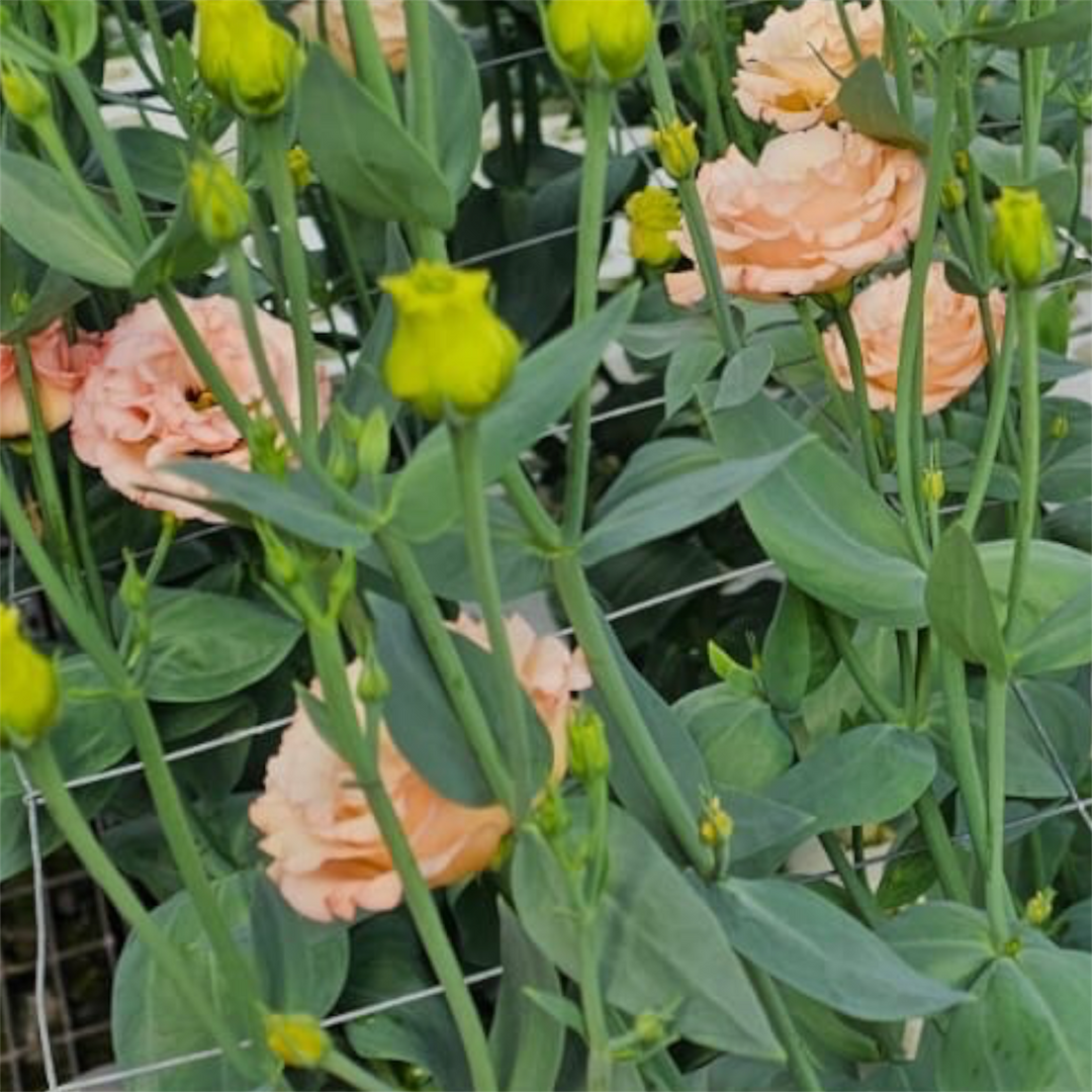 Close-up detail of a peach lisianthus bloom growing on a stem in a Lincolnshire flower field.
