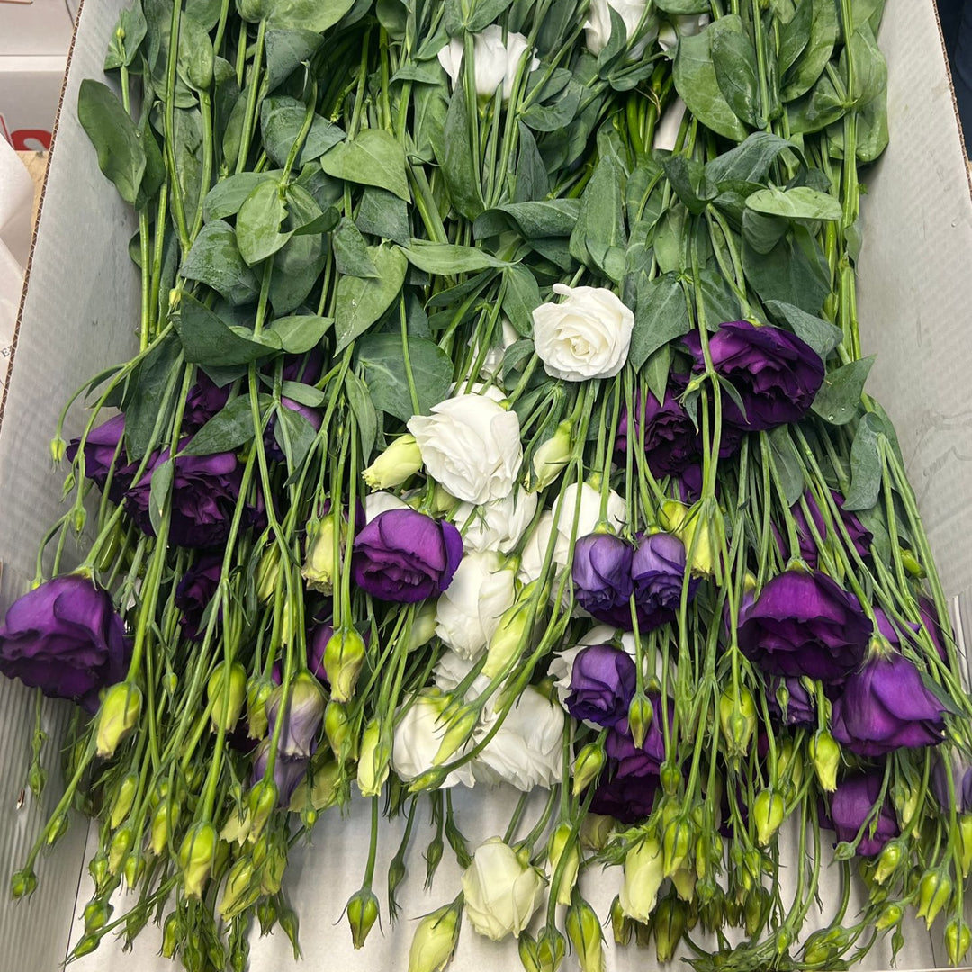 Straight 60cm stems of purple and white Lisianthus showing clean foliage and multiple opening buds.