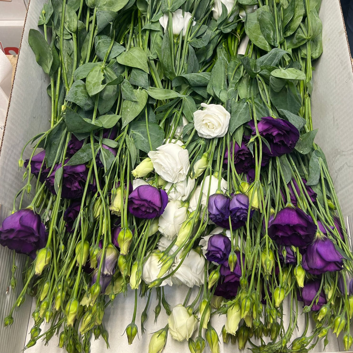 Straight 60cm stems of purple and white Lisianthus showing clean foliage and multiple opening buds.