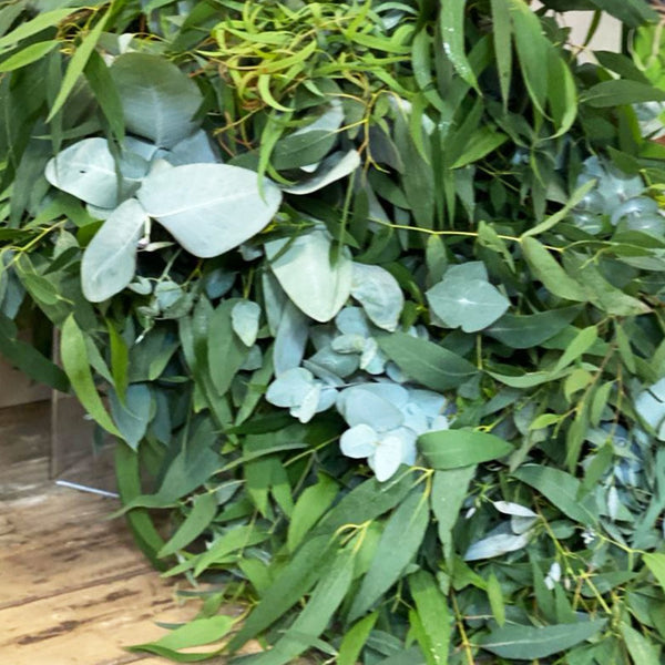 Norfolk Eucalyptus Bunch-10 stems