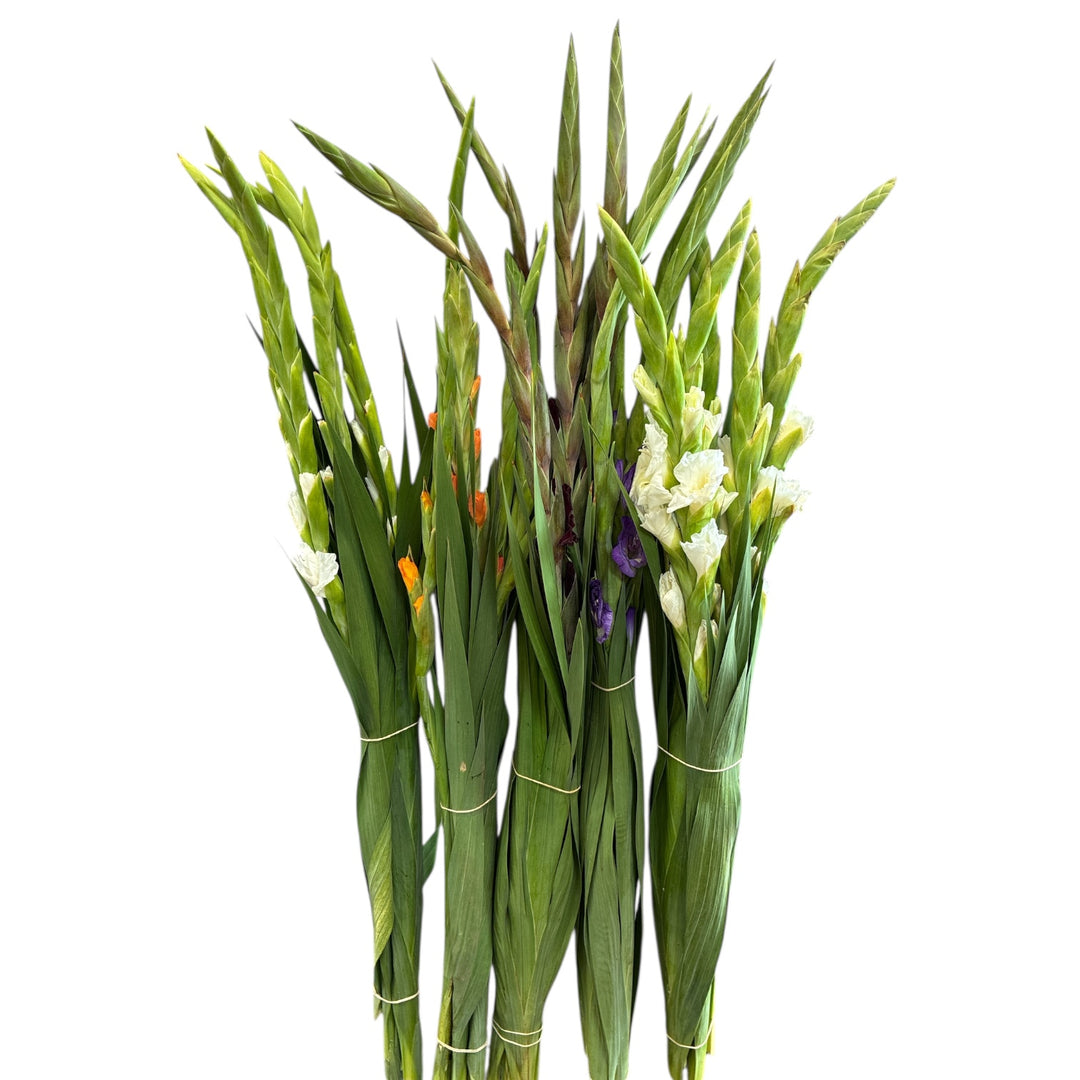 A detailed close-up showing a mix of closed green buds with diverse color tips (white, orange, purple) on fresh gladioli spikes.