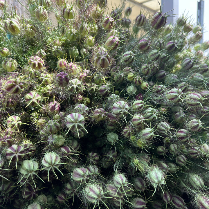 A detailed macro close-up of semi-dried Lincolnshire Nigella pods, showcasing the rich, natural ribbing and unique structural horns of the seed heads.