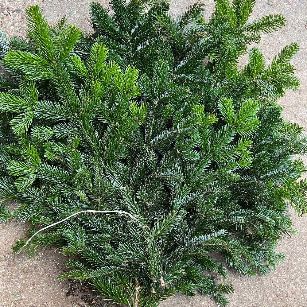 Close-up of a individual Nordmann pine stem displaying soft, rich green needles and clear branch structure.