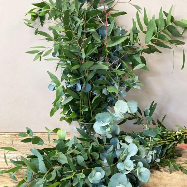 Norfolk Eucalyptus Bunch-10 stems