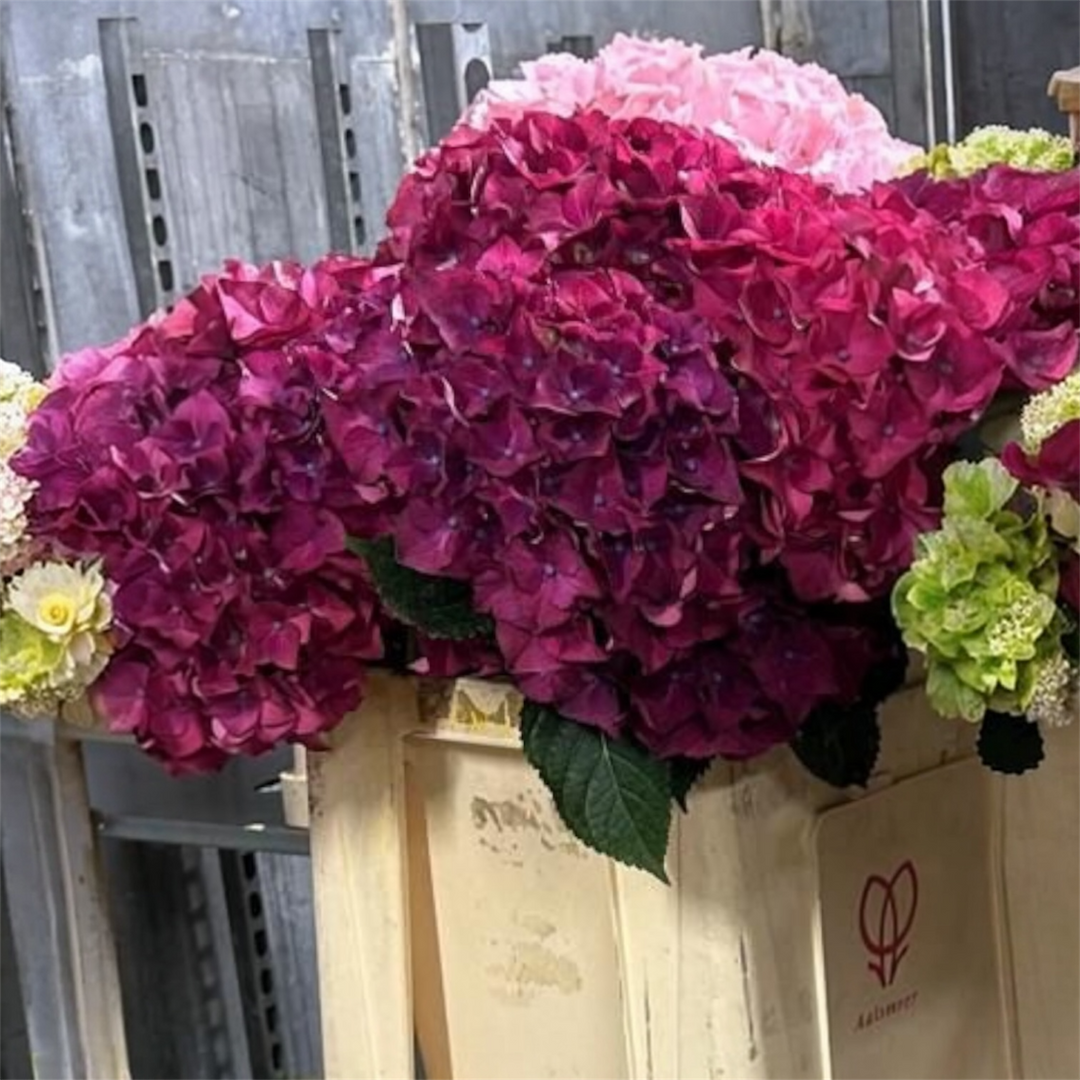 Freshly cut 55-60cm Norfolk-grown Hydrangea "Raspberry Crush" stems showing the sturdy stalks, deep green leaves, and large blooming cerise flower heads.