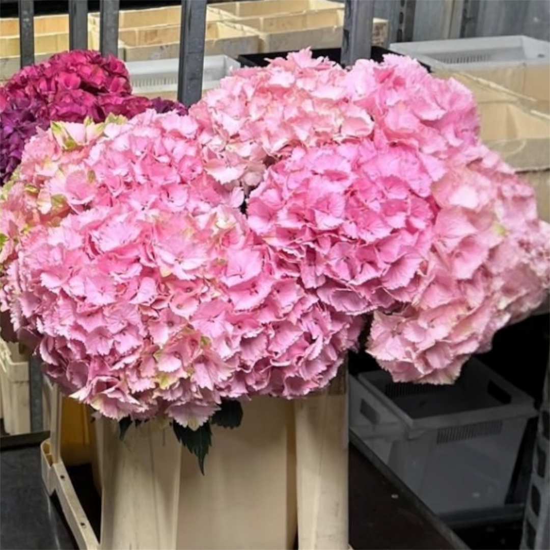 Freshly cut 55-60cm Norfolk-grown Hydrangea "Strawberry Sundae" stems showing the sturdy stalks, thick leaves, and large blooming pink flower heads.