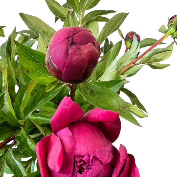 Close-up of a fully open Red Sarah peony flower, showcasing its massive, ruffled double bloom in an intense magenta-red bordering on dark pink.