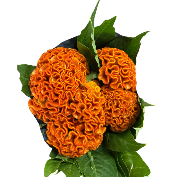 Freshly harvested bunch of 10 orange Celosia cristata Act Zara Cockscomb stems grown in the UK