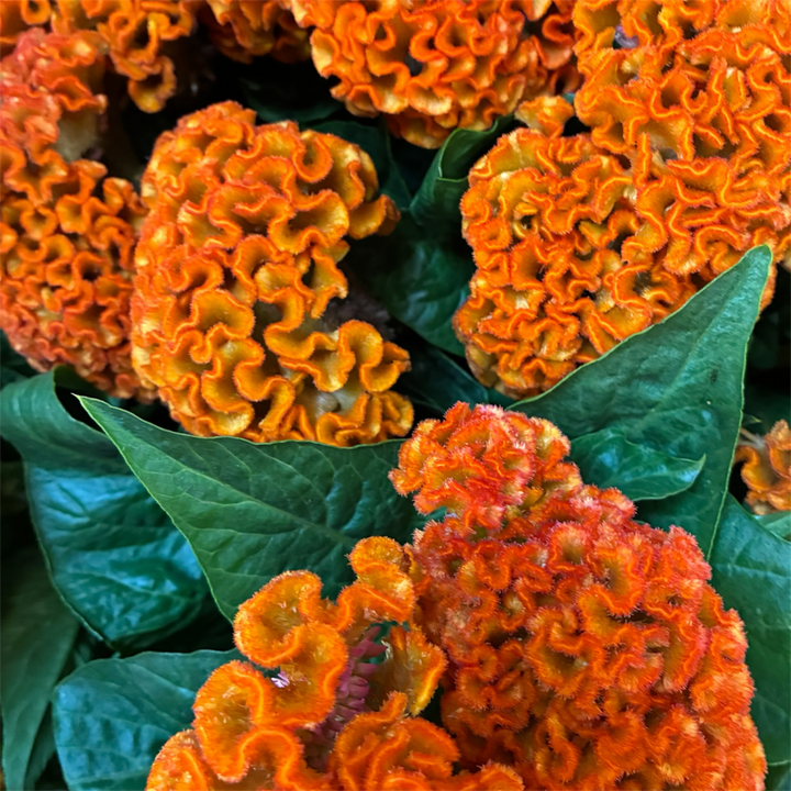 Detailed close-up of the velvety bright orange crest of a Celosia cristata Act Zara bloom