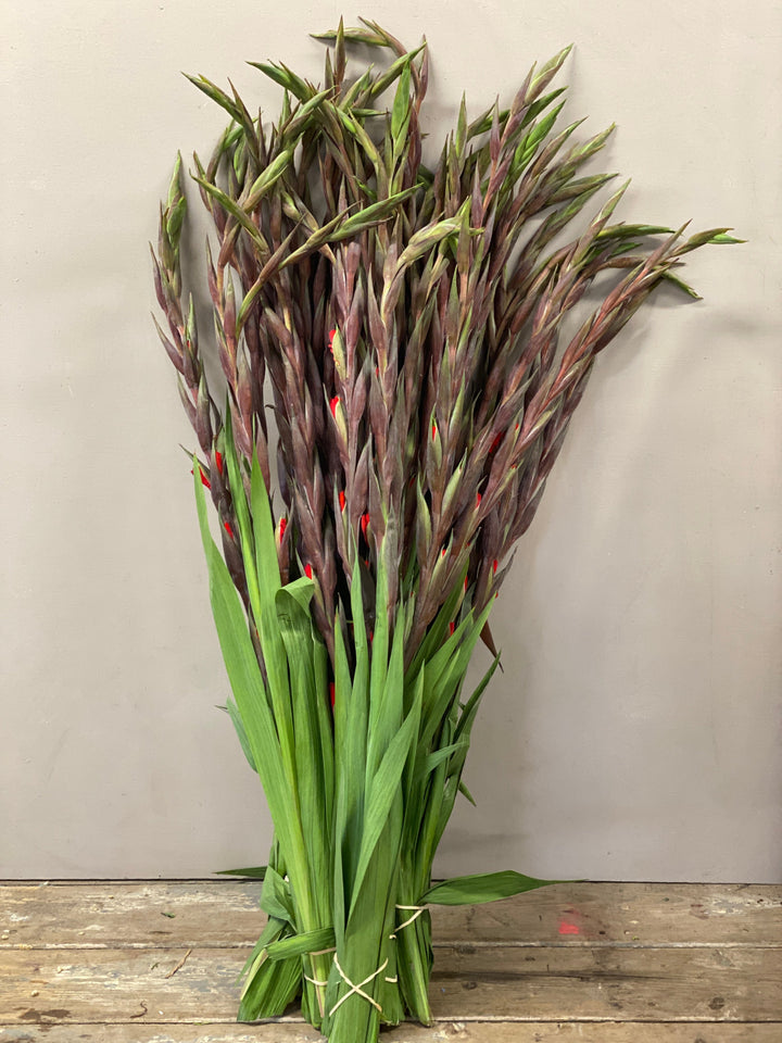 Wholesale bunches of Lincolnshire-grown orange gladioli standing strictly upright in a florist bucket, showing their tall, straight stems and green spikes.