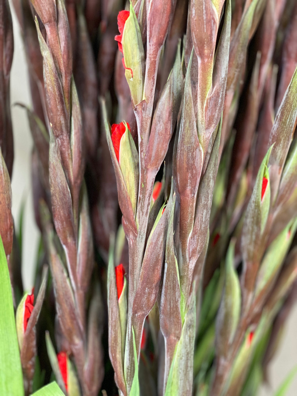 Soft-focus macro close-up of a warm orange gladiolus flower head, highlighting the delicate ruffled petals and internal stamens.