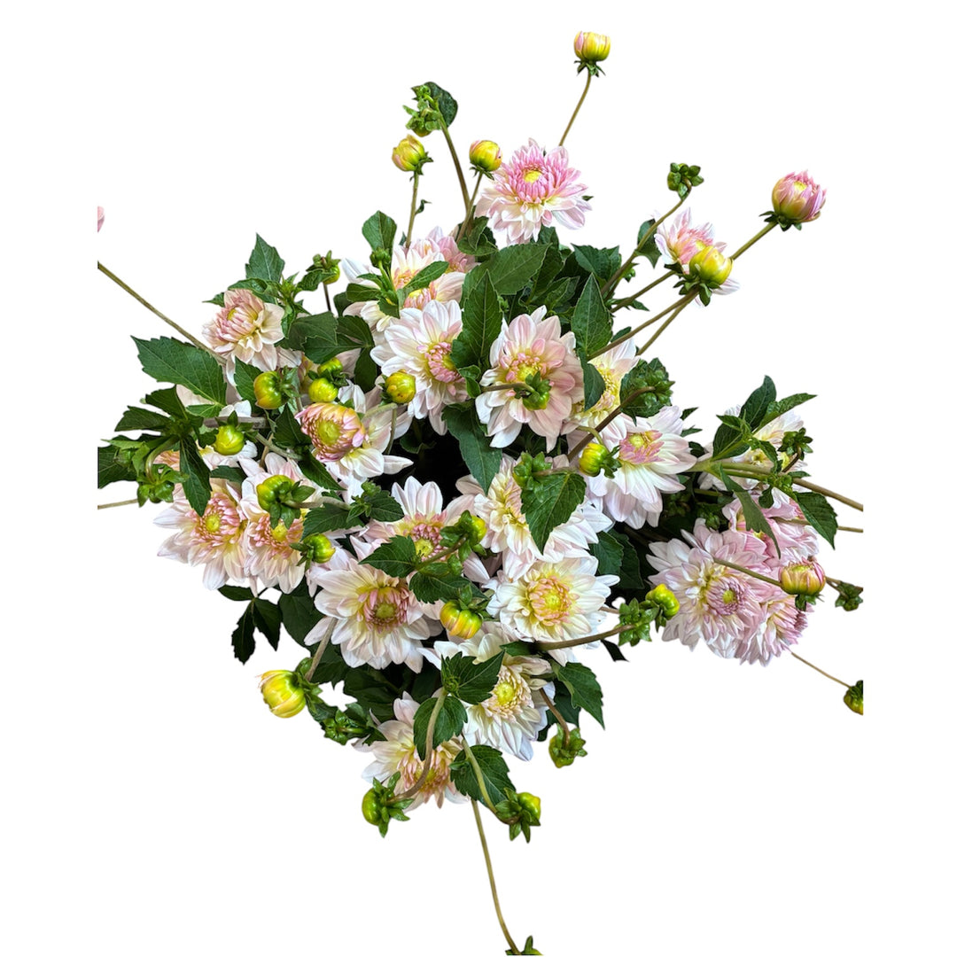 Freshly harvested bunch of 10 pale pink Deco Wedding dahlia stems grown in the UK