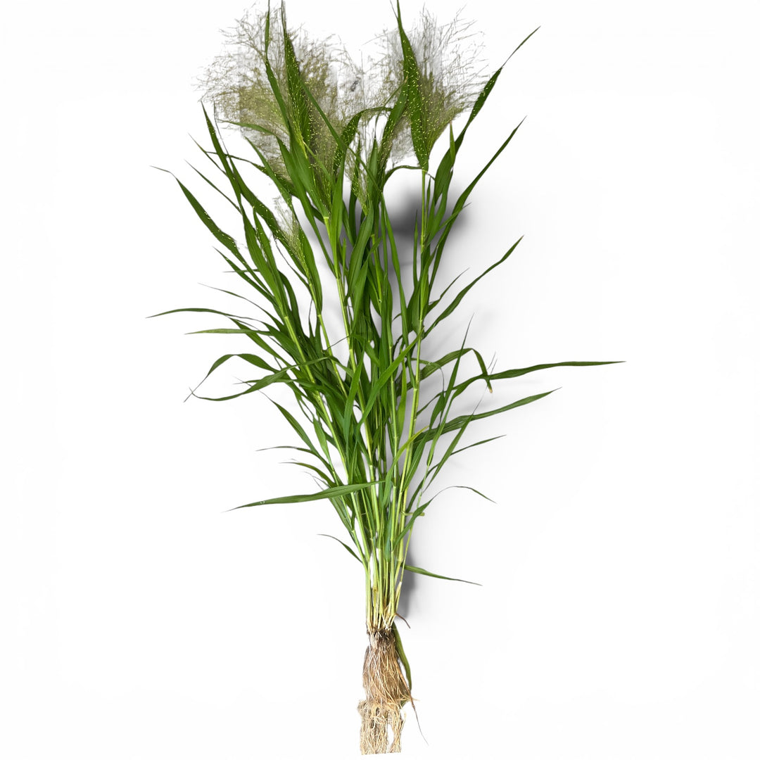 Three hydroponically grown Panicum Fountain Grass root plugs showing their healthy white root systems packed neatly inside a clear, eco-friendly biobag.