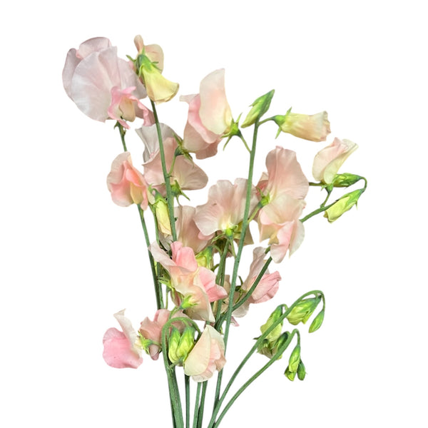 10 stems of pale apricot Peach Sweet Peas grown under glass in Lincolnshire.