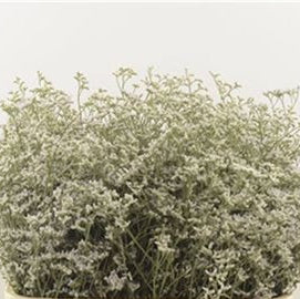 buy kenya limonium white neto, 10 stems wholesale flowers