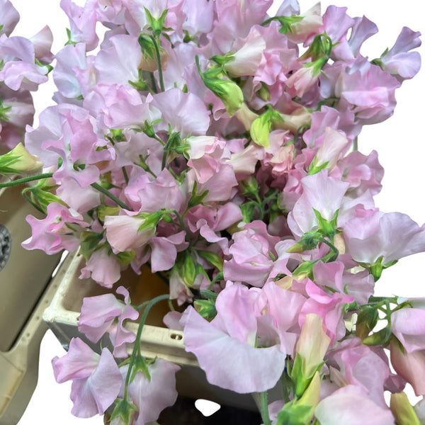 Close-up of a pale pink Sweet Pea bloom showing the delicate ruffled petals and soft texture.