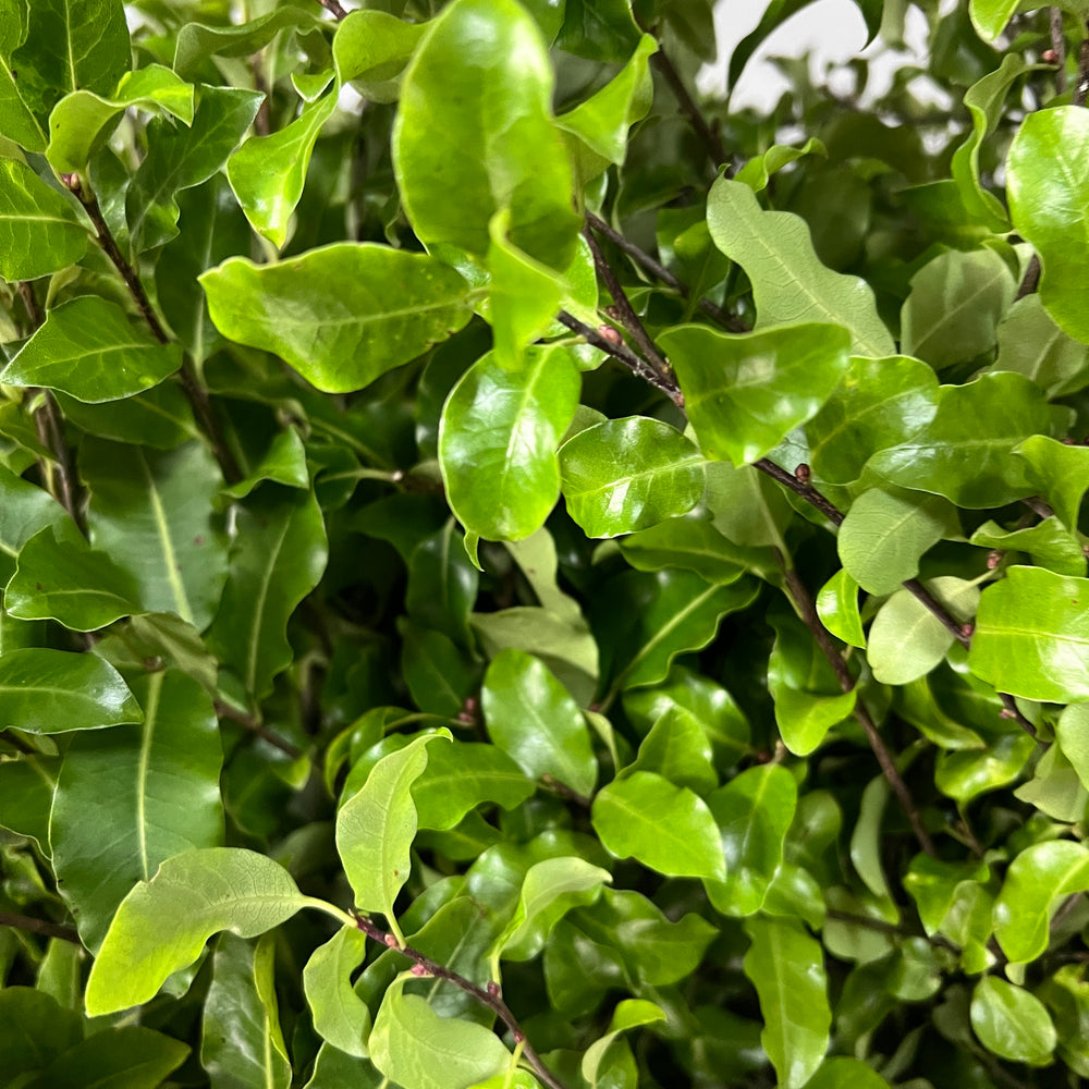 A detailed close-up shot of the glossy, vibrant green leaves and rich texture of British-grown Cornish Pittosporum foliage.
