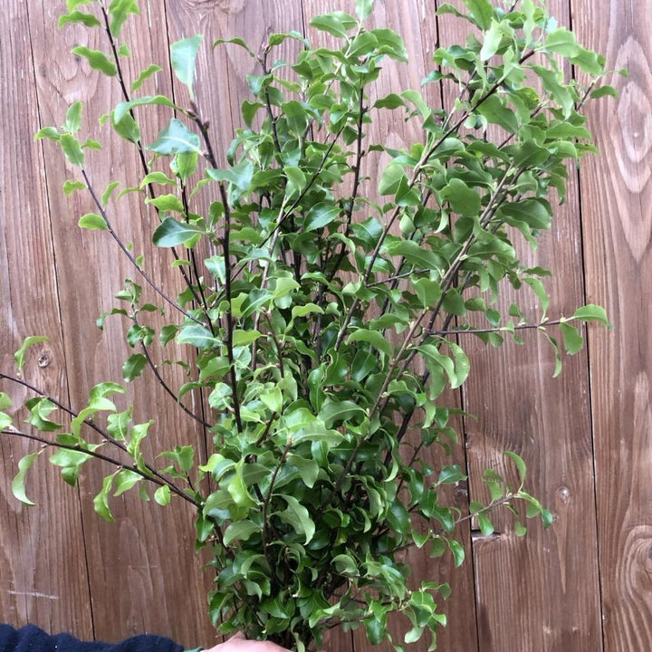 A freshly harvested bunch of 10 Cornish Pittosporum foliage stems, displaying rich green leaves and sturdy stems for wholesale floristry.