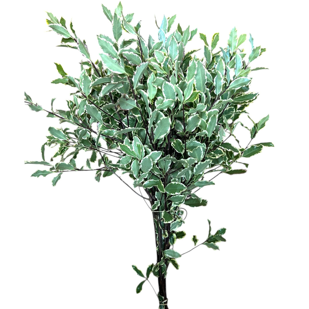 A single 45cm stem of green Pittosporum foliage displaying branch structure against a neutral background.