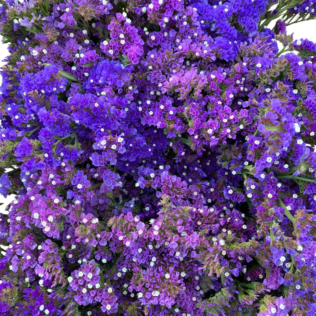 Macro close-up of purple-blue Statice Sinuatum blooms, highlighting the crisp, papery texture and vibrant colour of the flower heads.