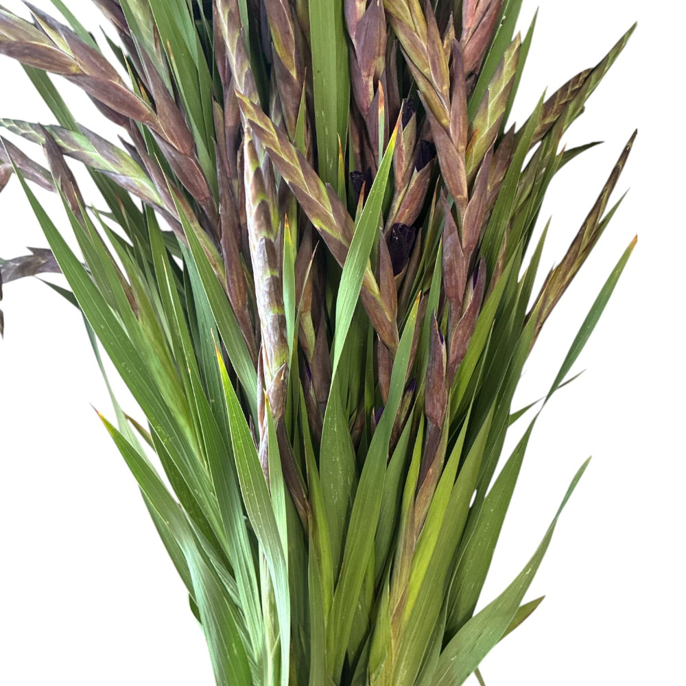 A close shot of a fresh purple gladioli bunch held together, displaying a dense cluster of straight stems and tightly closed, green and violet-tipped flower buds.