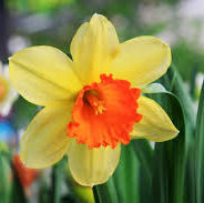 Daffodil Scottish Red Devon 50 Bunch Bundle