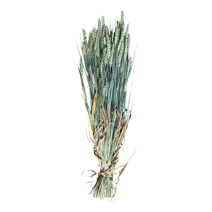 A tied bunch of fresh green wheat stems measuring 50 to 55cm long.