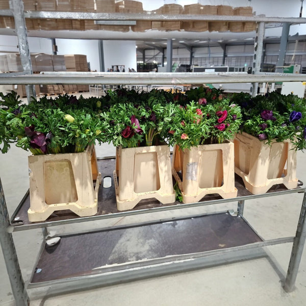 UK grown purple anemone mistral variety, Norfolk winter anemone for florists