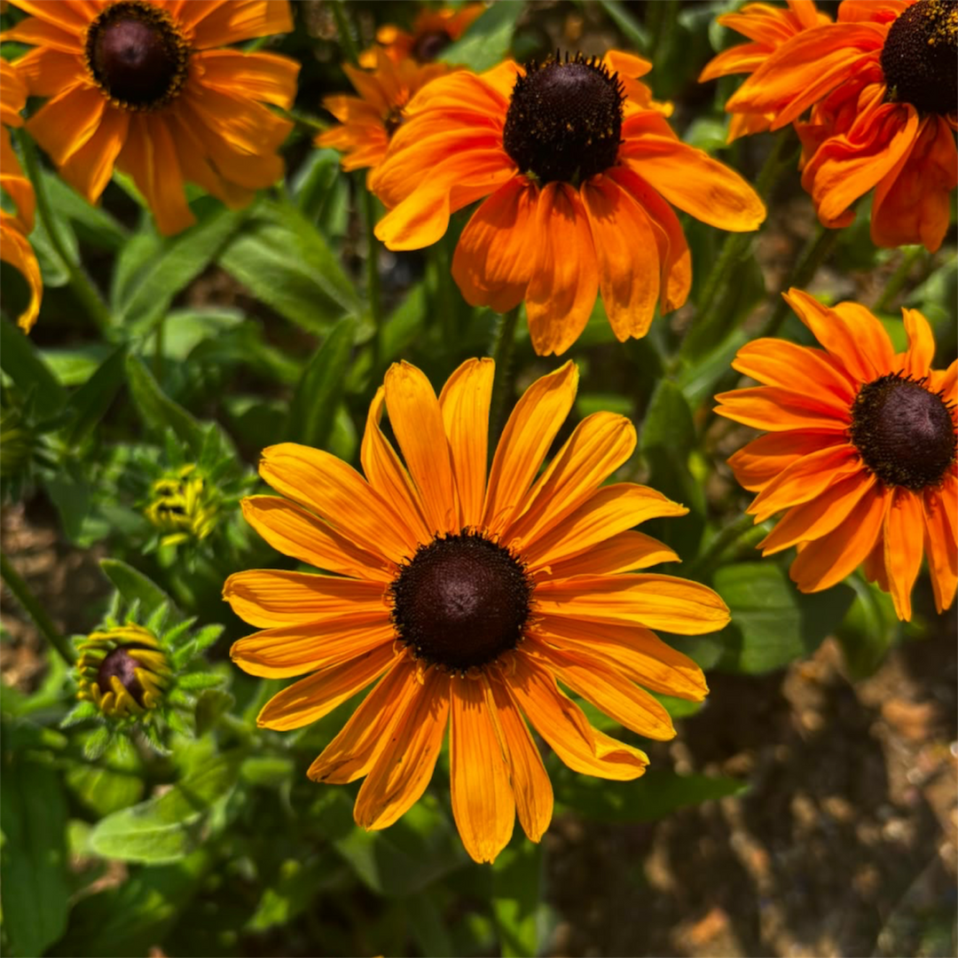 A detailed macro close-up of a giant Rudbeckia Indian Summer bloom, highlighting the vibrant golden petals and the dark brown-to-black textured central cone.
