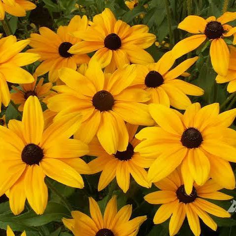 A close-up view of a dense cluster of yellow black-eyed Astere flowers with dark brown centers and green foliage.