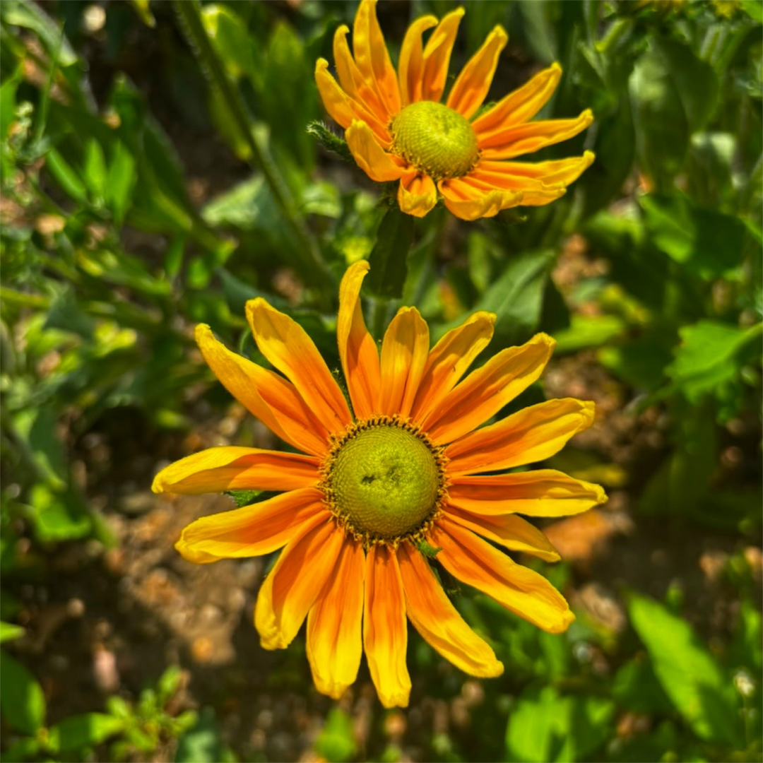 A detailed macro close-up of a Rudbeckia Prairie Sun bloom, showcasing the clear yellow petals and the distinctive, textured bright-green central cone.