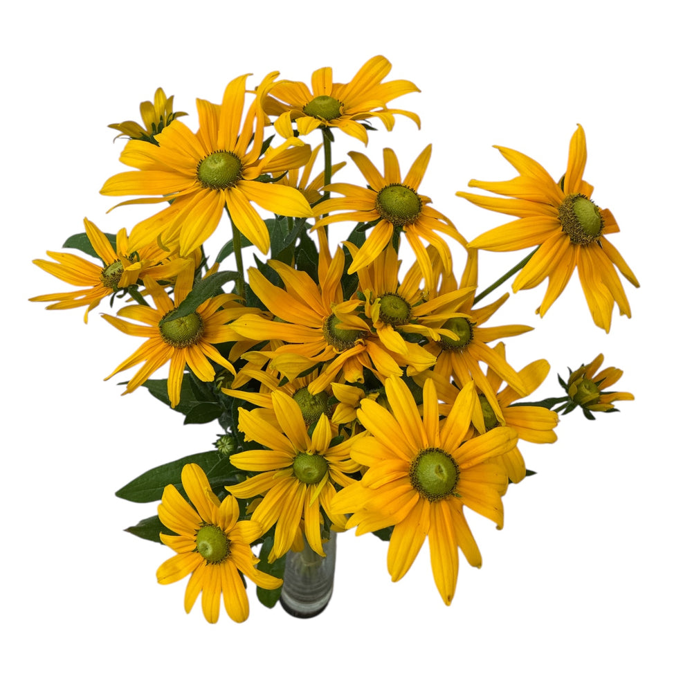 A commercial wholesale bunch of ten artisan-grown British Rudbeckia Irish Eyes stems, displaying their robust green stalks and bright golden-yellow flower heads.