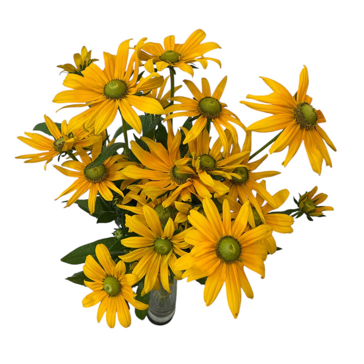 A commercial wholesale bunch of ten artisan-grown British Rudbeckia Irish Eyes stems, displaying their robust green stalks and bright golden-yellow flower heads.