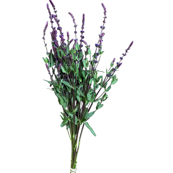 A bunch of 10 straight, multi-branched Salvia Caradonna stems measuring 60cm, showing off their rich purple flowers and neat green foliage