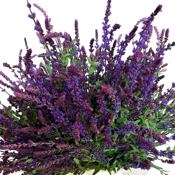British Salvia Caradonna flower spikes, showing the densely packed violet-purple blooms and the characteristic dark, near-black stems.