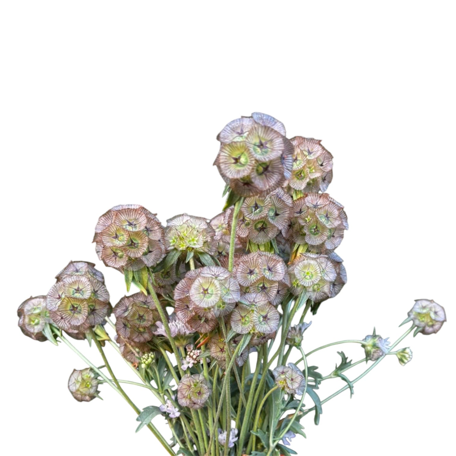 A bunch of British-grown Scabiosa Stellata Ping Pong seed heads against a rustic wooden background.