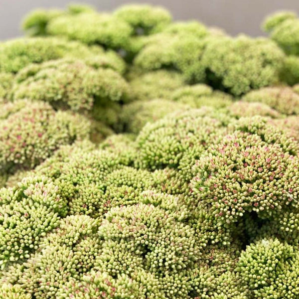 Sedum - Bunch of 10 stems (64.5p)