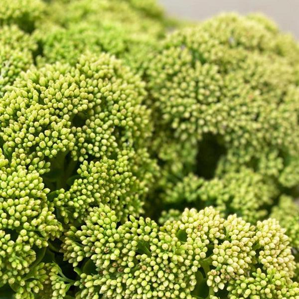 Sedum - Bunch of 10 stems (64.5p)