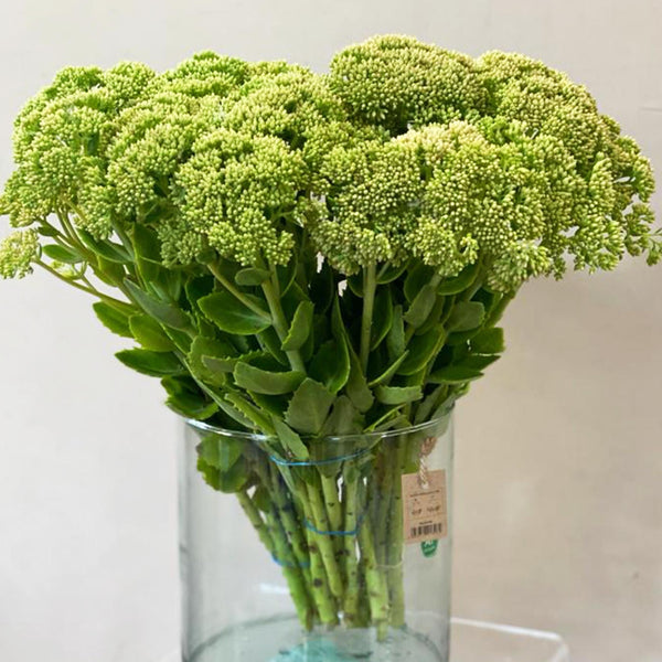 Sedum - Bunch of 10 stems (64.5p)