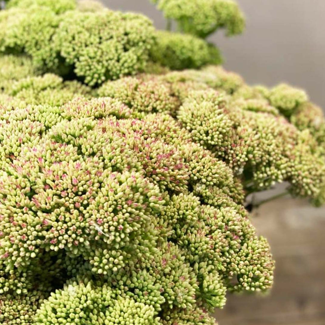 Detailed close-up shot of British-grown pink Sedum florets highlighting the dense texture and soft pink hue