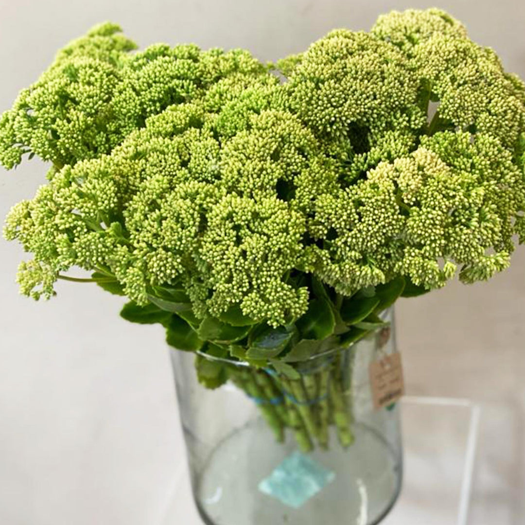 Sedum Pink x 10 stems