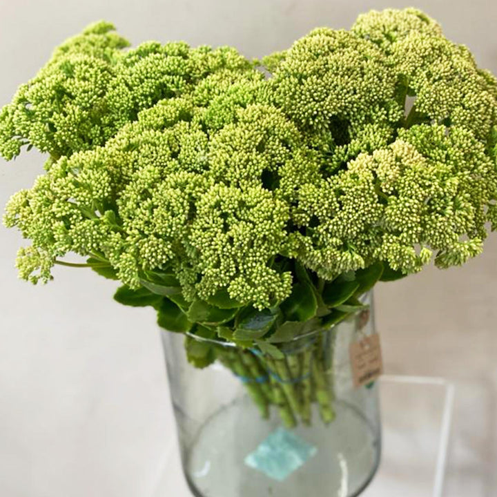 Sedum Pink x 10 stems